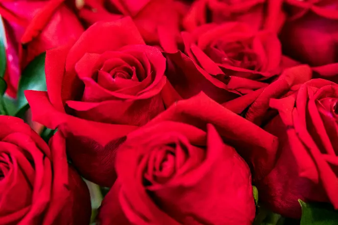 red roses in close up photography